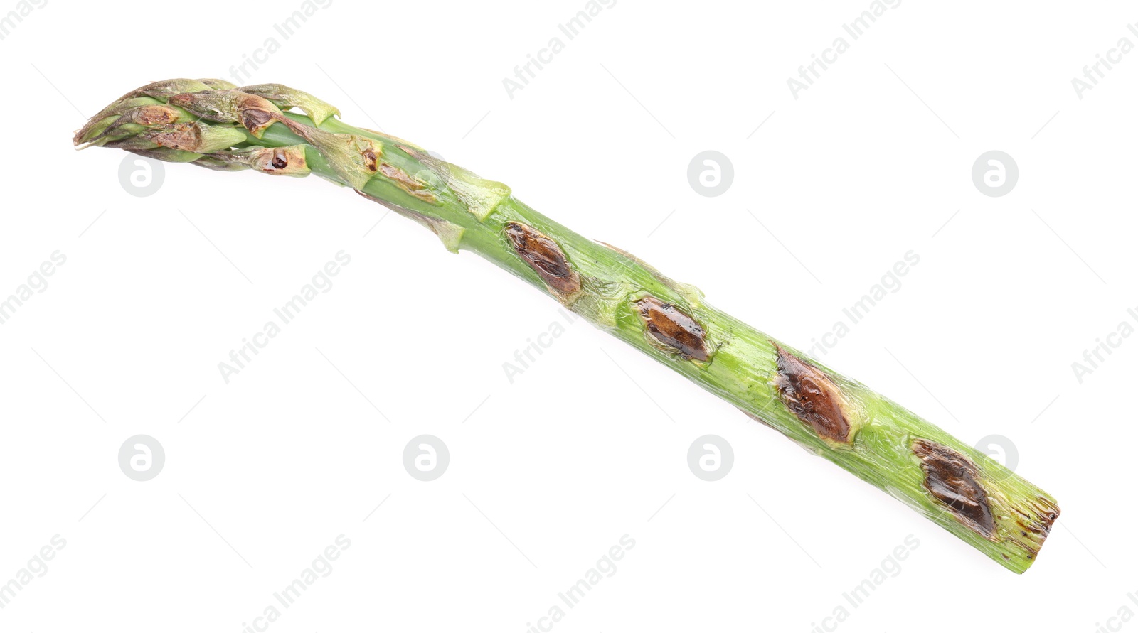 Photo of Tasty grilled green asparagus isolated on white