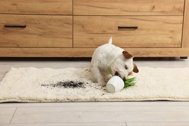 Cute dog near overturned houseplant on rug indoors