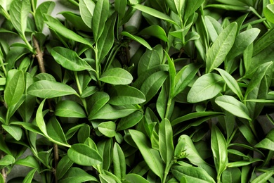 Photo of Beautiful spring green leaves as background