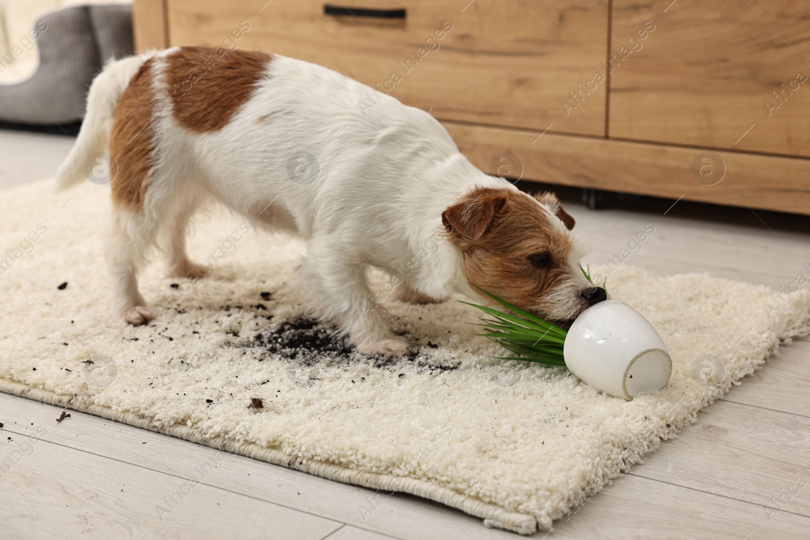 Photo of Cute dog near overturned houseplant on rug indoors