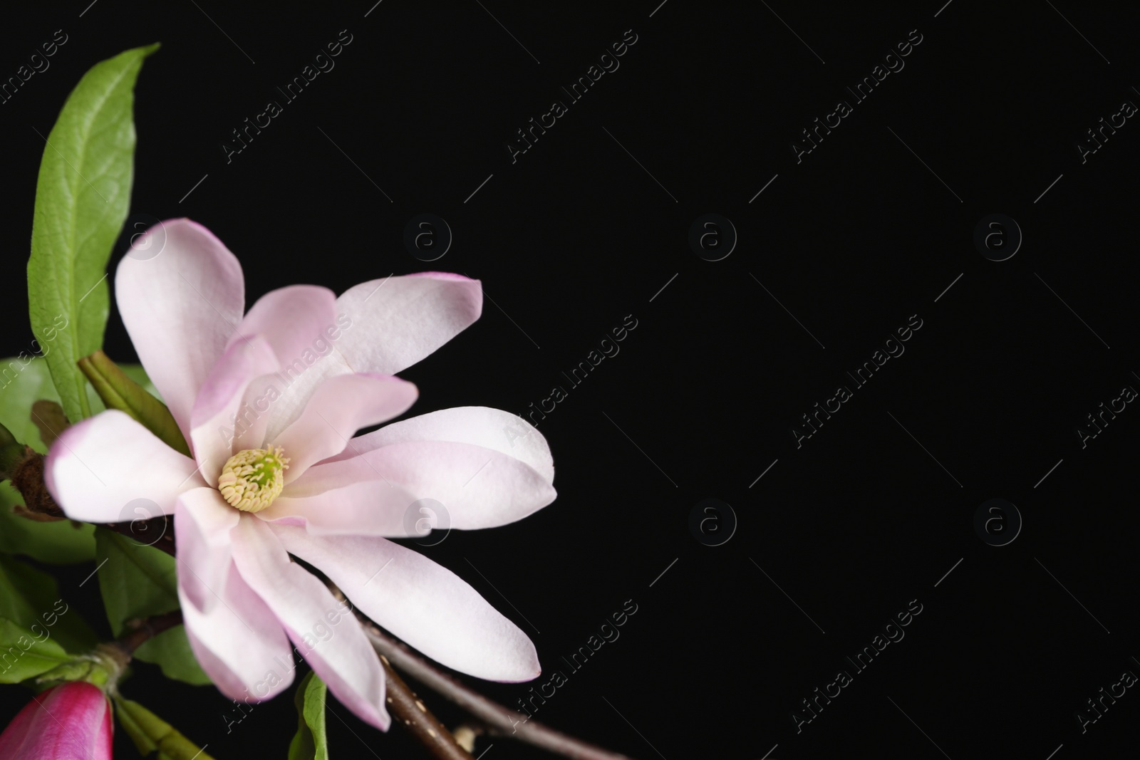 Photo of Magnolia tree branch with beautiful flower on black background, closeup. Space for text