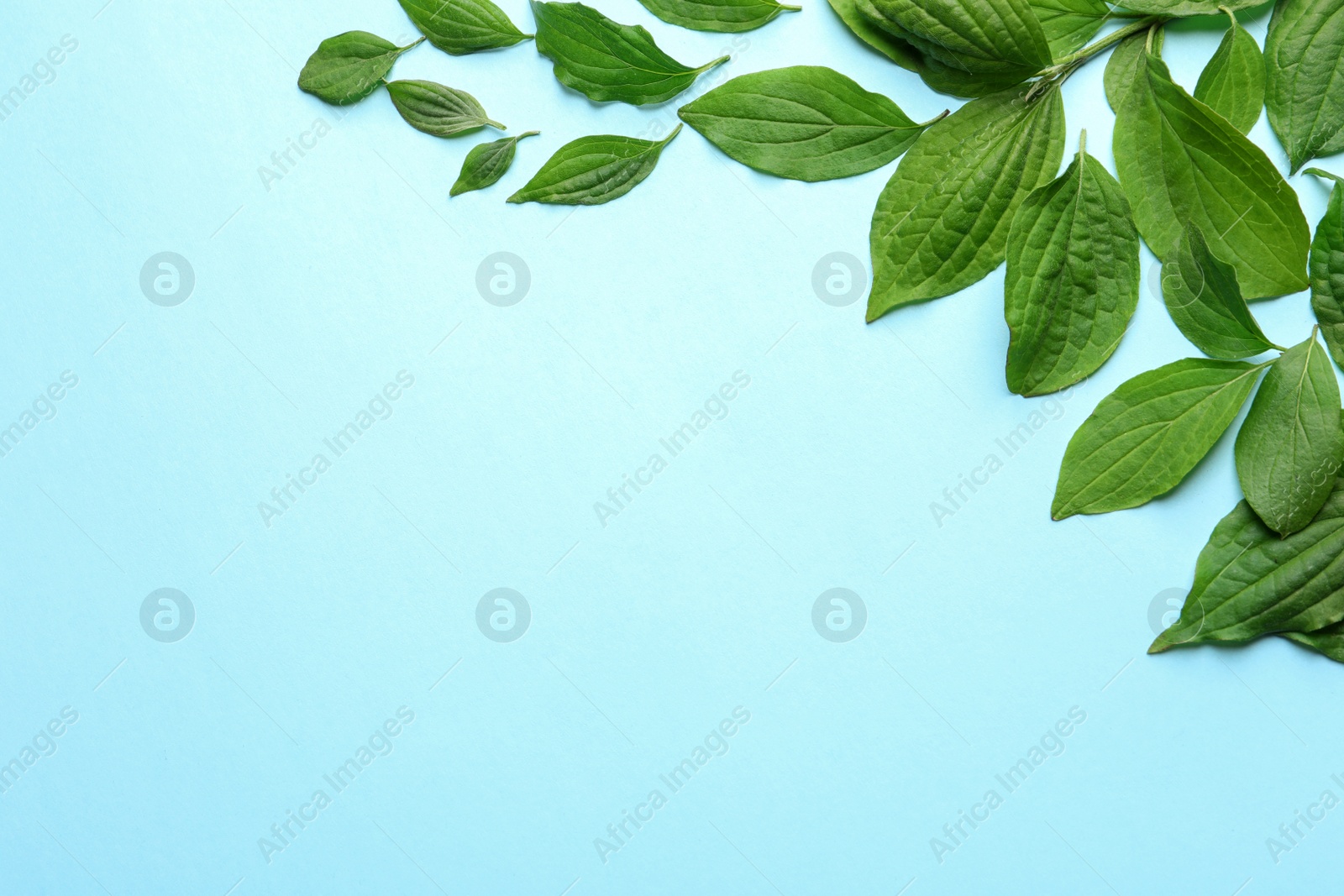 Photo of Flat lay composition with green leaves on color background. Space for text