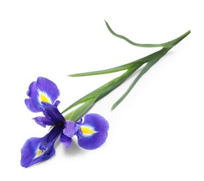 Photo of Beautiful violet iris flower isolated on white