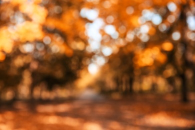 Blurred view of trees with bright leaves in park. Autumn landscape