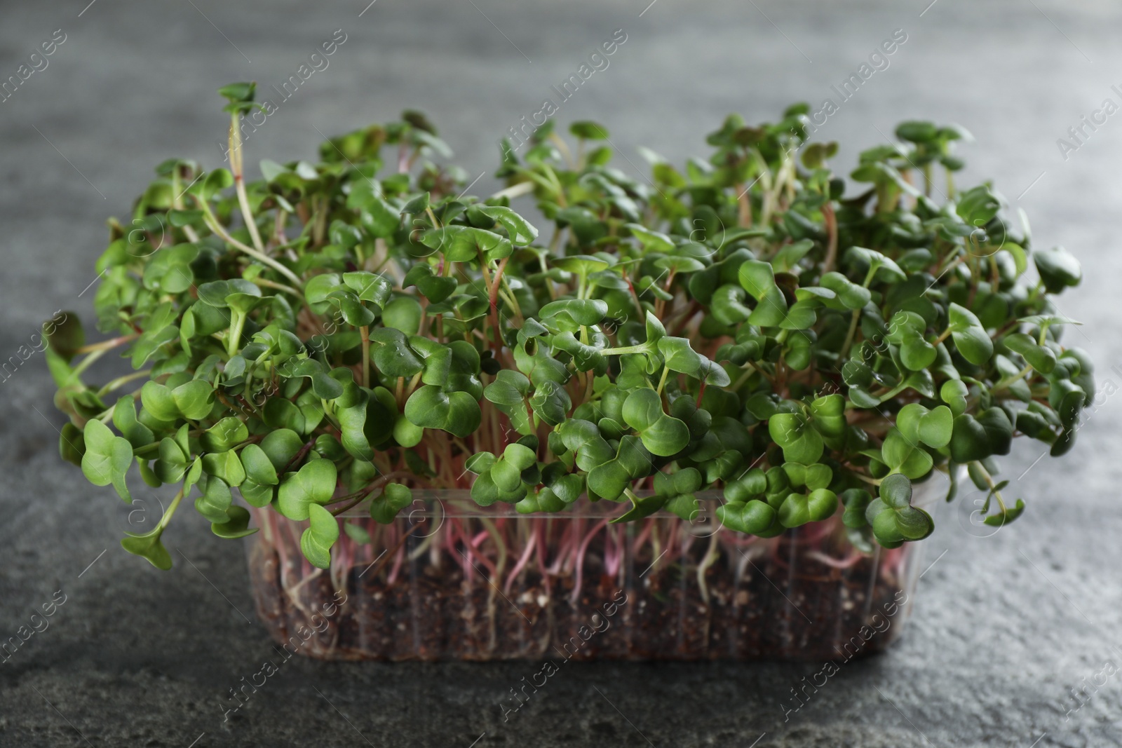 Photo of Fresh radish microgreens in plastic container on grey table, closeup