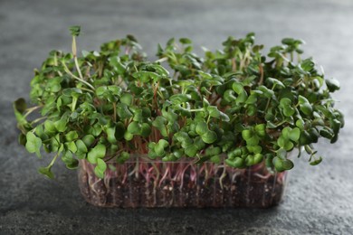 Fresh radish microgreens in plastic container on grey table, closeup