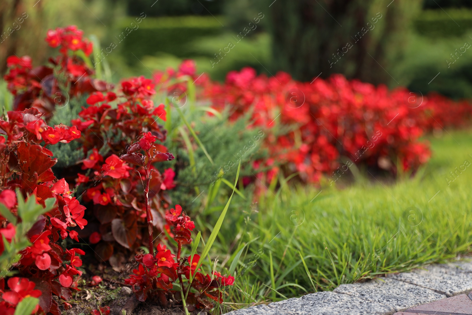 Photo of Picturesque landscape with beautiful flowerbed on sunny day. Gardening idea