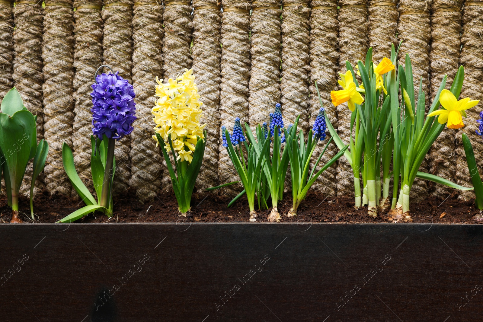 Photo of Different bright flowers in planter near fence outdoors