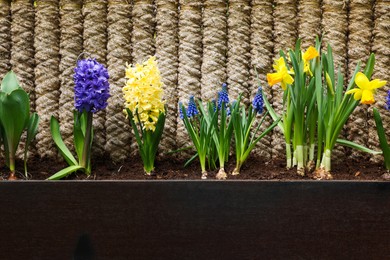 Photo of Different bright flowers in planter near fence outdoors