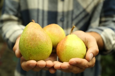 Photo of Woman holding fresh ripe pears, closeup view