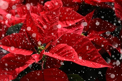 Image of Traditional Christmas poinsettia flower, closeup. Snowfall effect on foreground