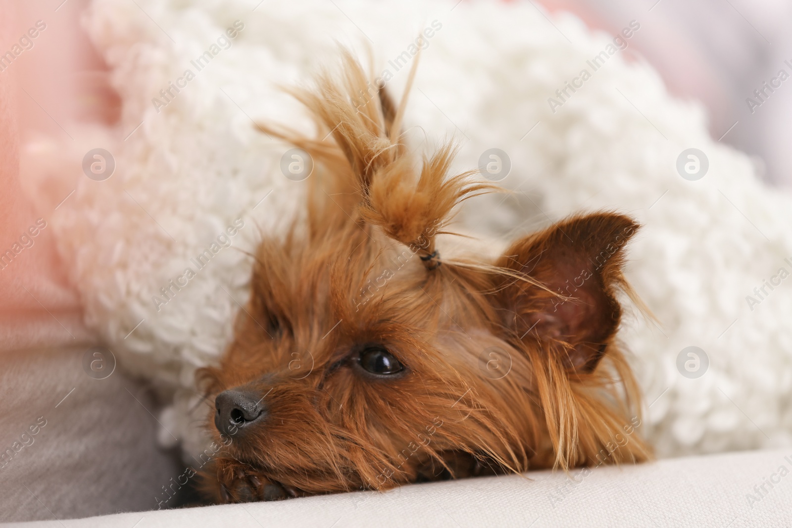 Photo of Adorable Yorkshire terrier under plaid on bed. Happy dog