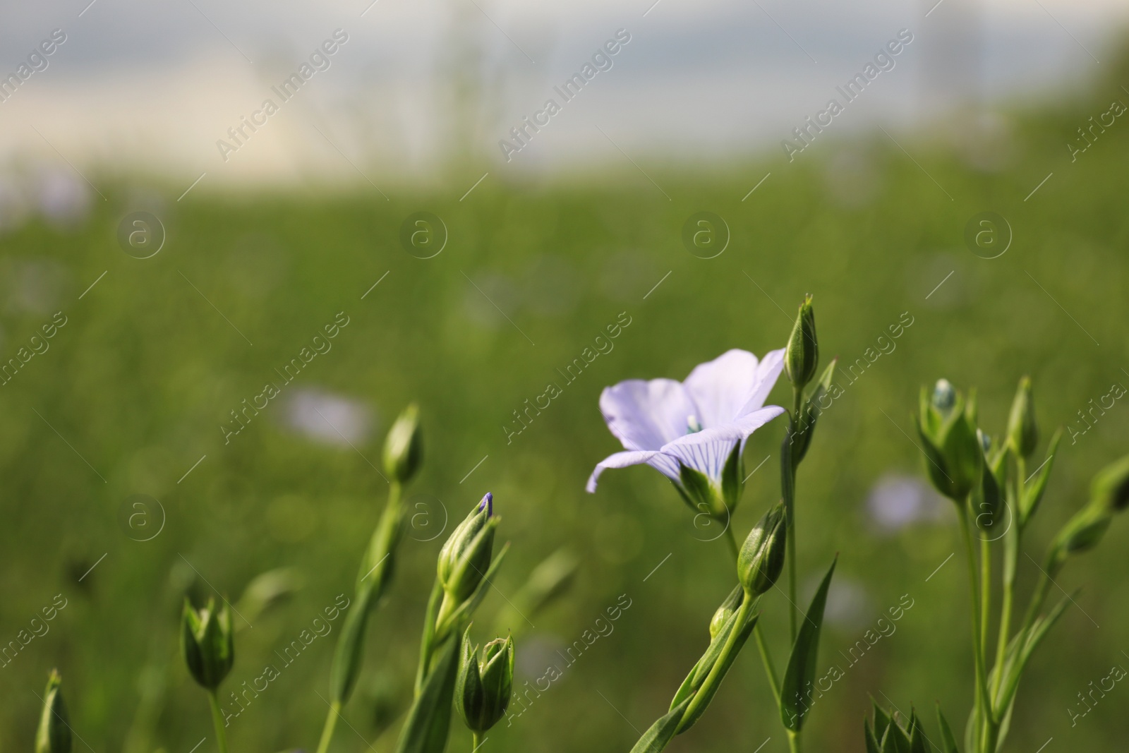 Photo of Closeup view of beautiful blooming flax field