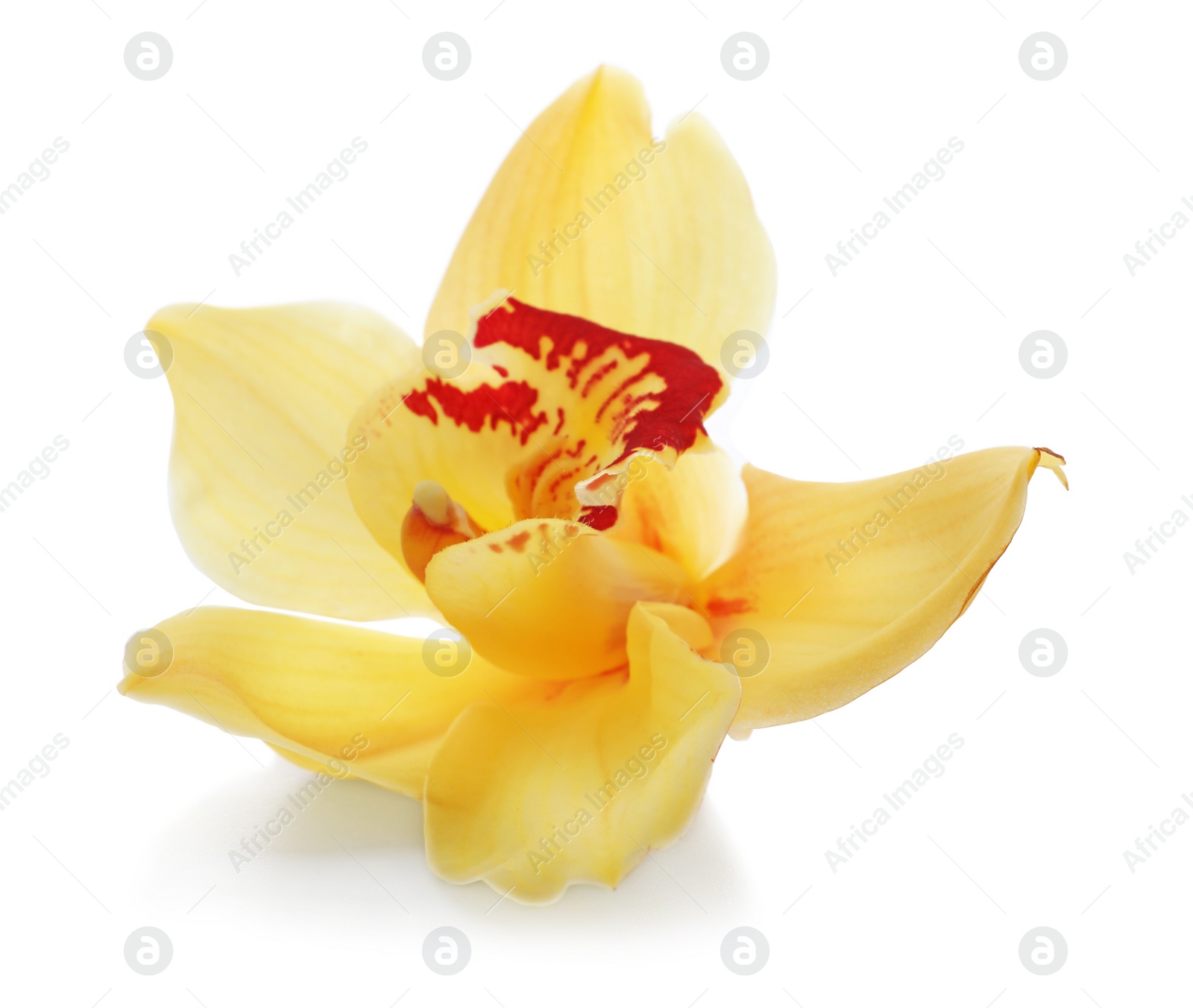 Photo of Beautiful flower on white background