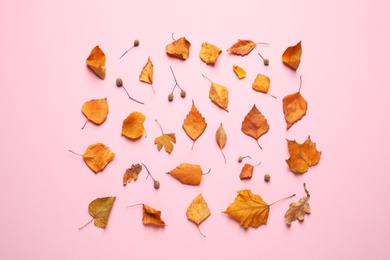 Photo of Beautiful composition with autumn leaves on pink background, flat lay