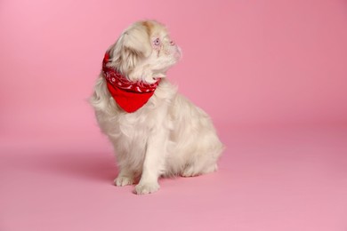 Photo of Cute Pekingese dog with bandana on pink background. Space for text
