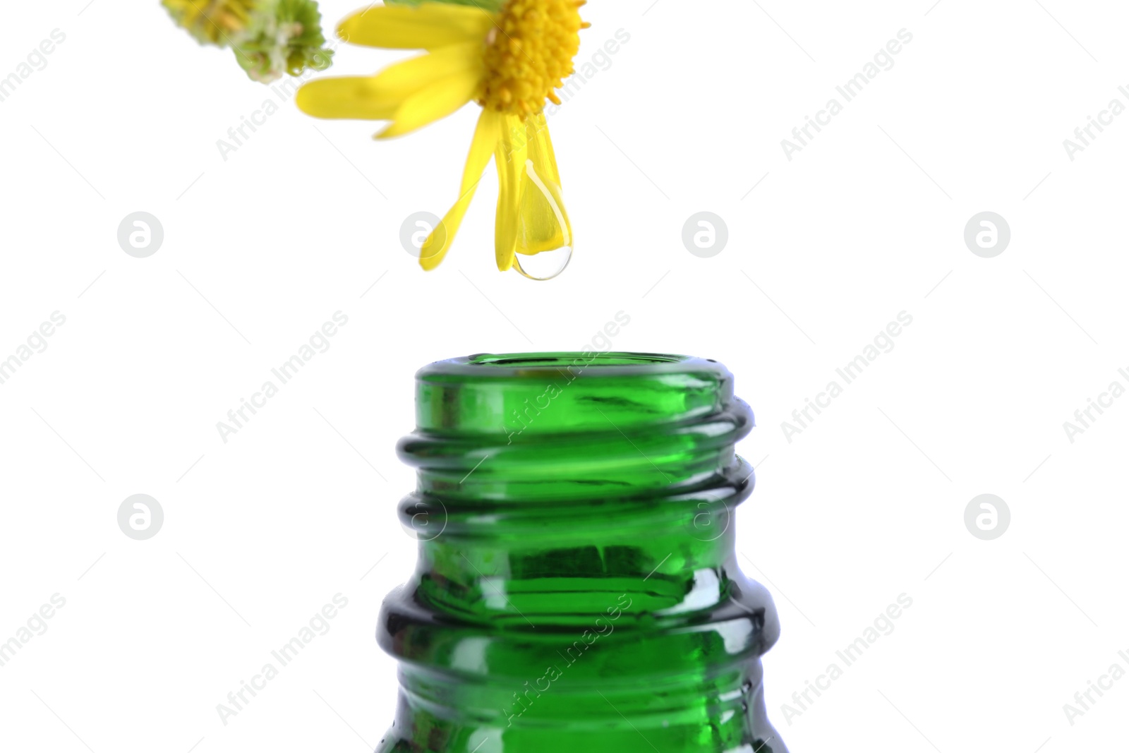 Photo of Drop falling down from flower into bottle of essential oil isolated on white