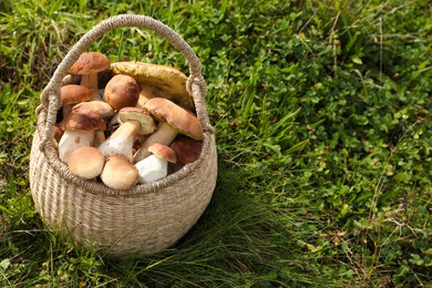 Photo of Wicker basket with fresh wild mushrooms outdoors, space for text