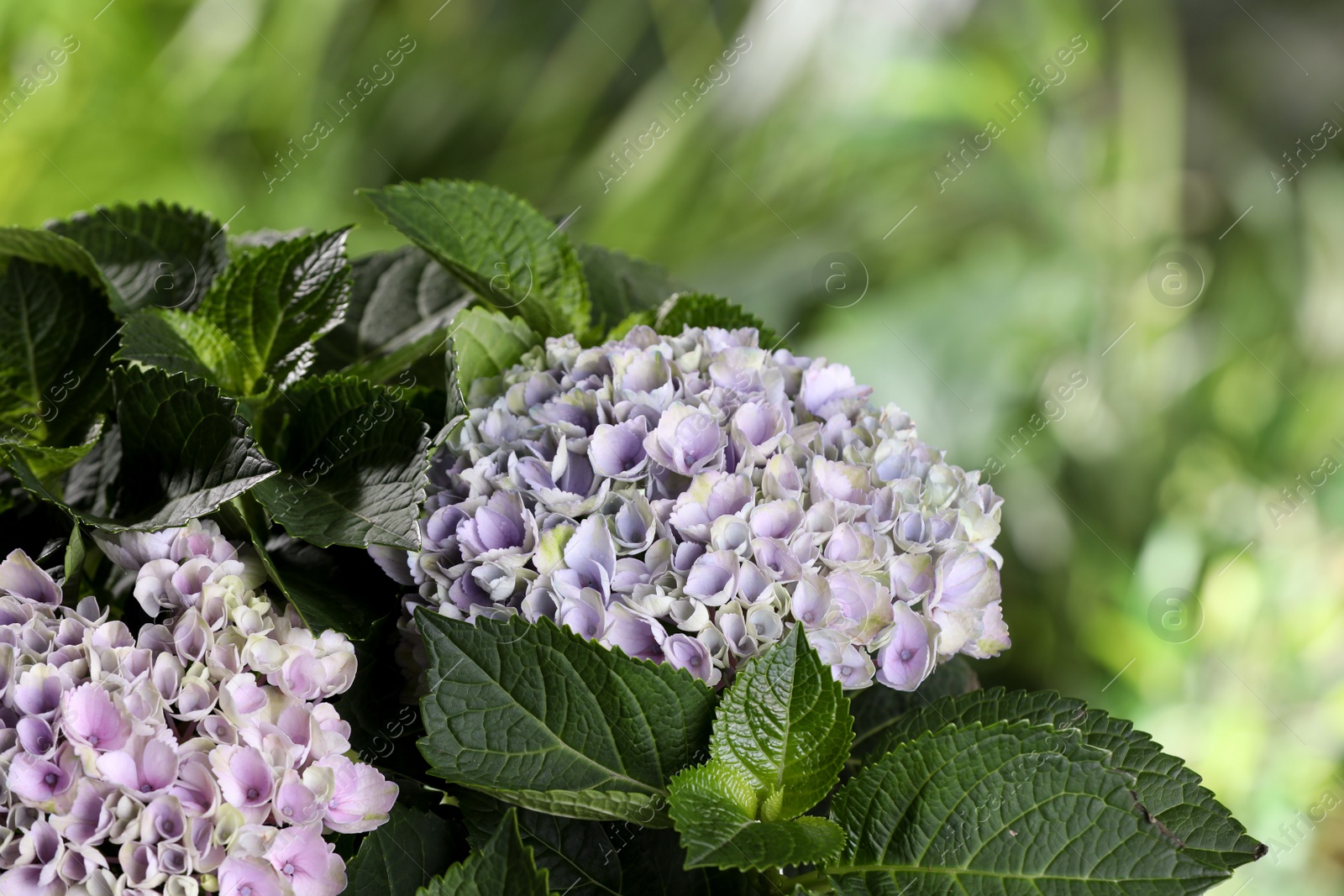 Photo of Beautiful hortensia plant with light flowers outdoors, closeup