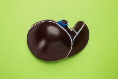 Model of liver on light green background, top view