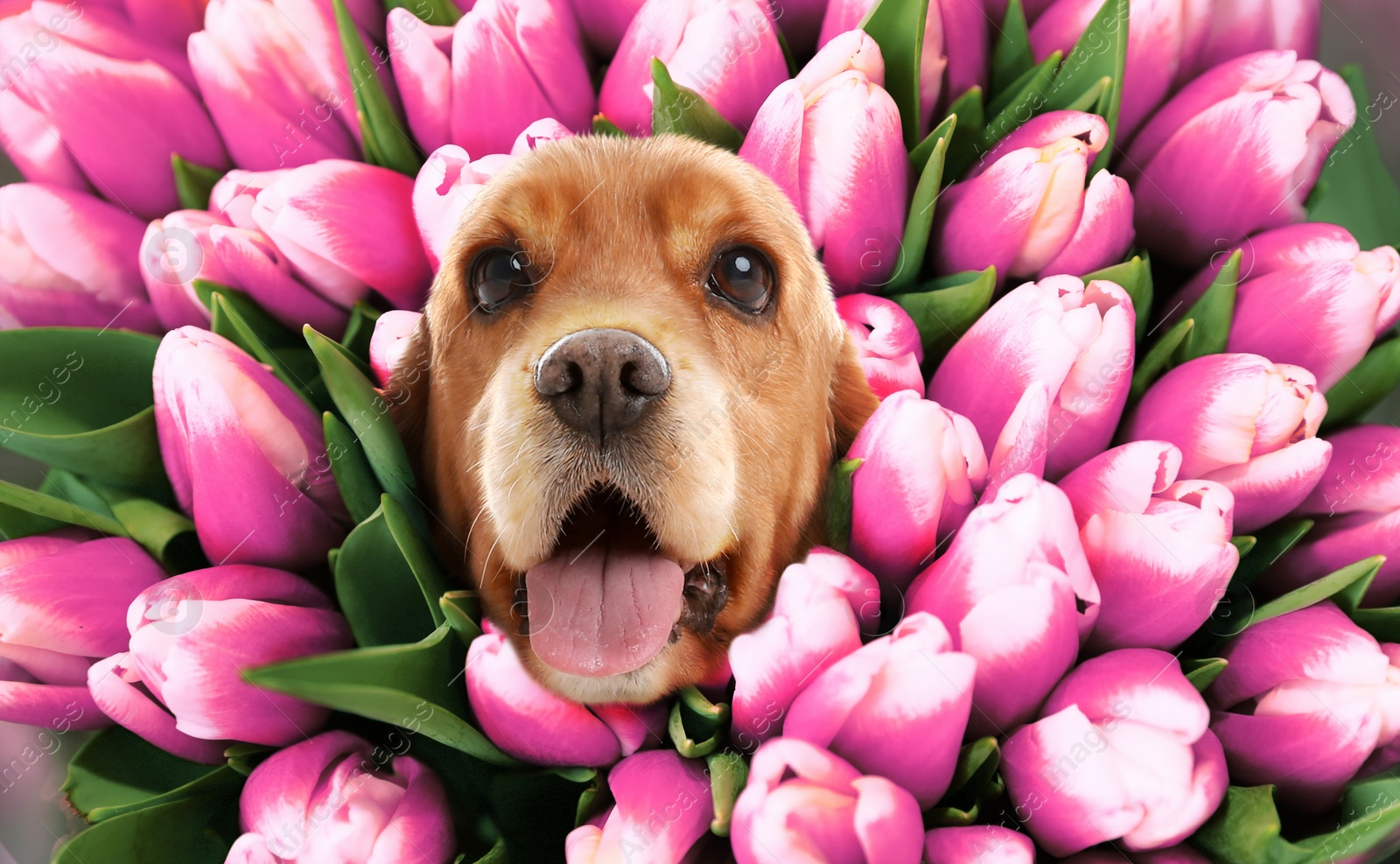 Image of Adorable Cocker Spaniel surrounded by beautiful tulips. Spring mood