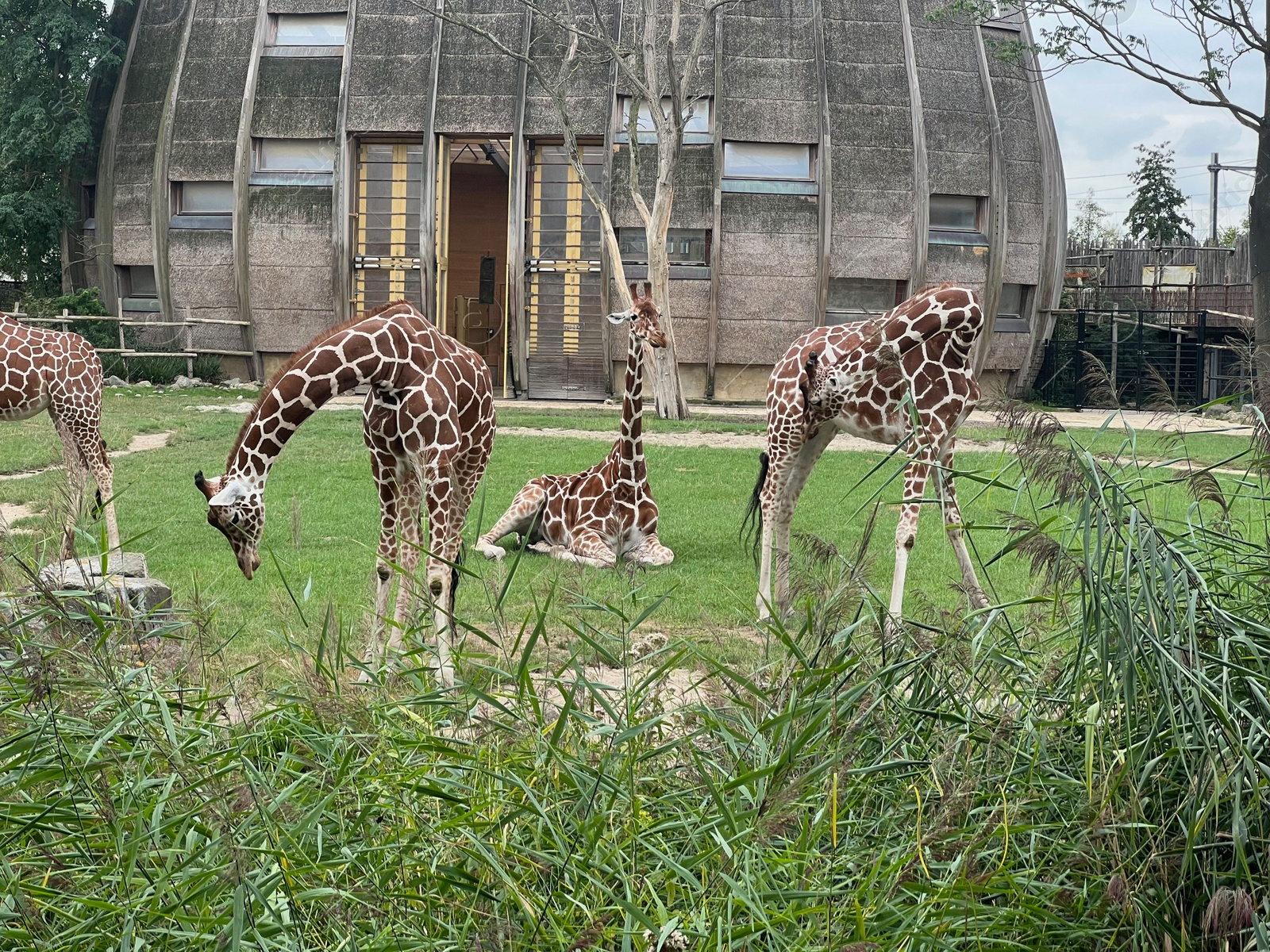 Photo of Rotterdam, Netherlands - August 27, 2022: Group of beautiful giraffes in zoo enclosure