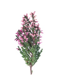 Photo of Branch of heather with beautiful flowers isolated on white