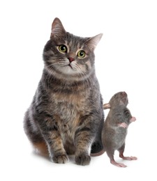 Image of Cute gray tabby cat and rat on white background. Lovely pets