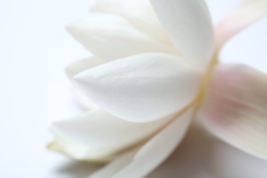 Photo of Beautiful blooming lotus flower on white background, closeup