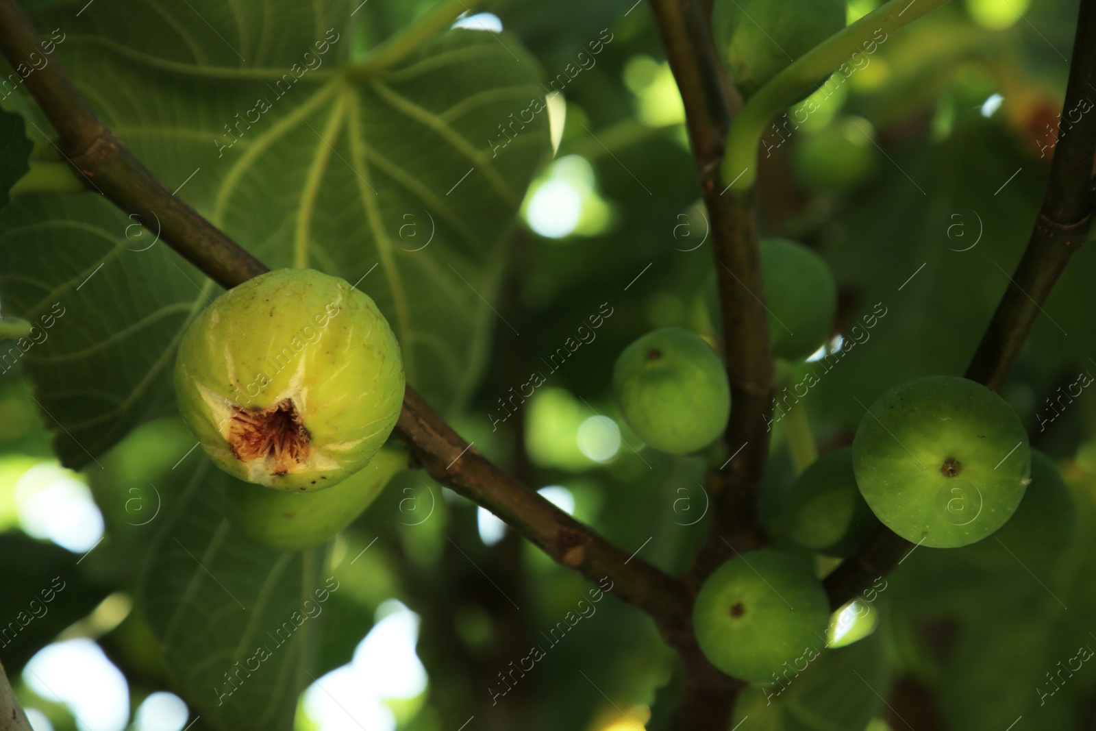 Photo of Unripe figs growing on tree in garden, closeup. Space for text