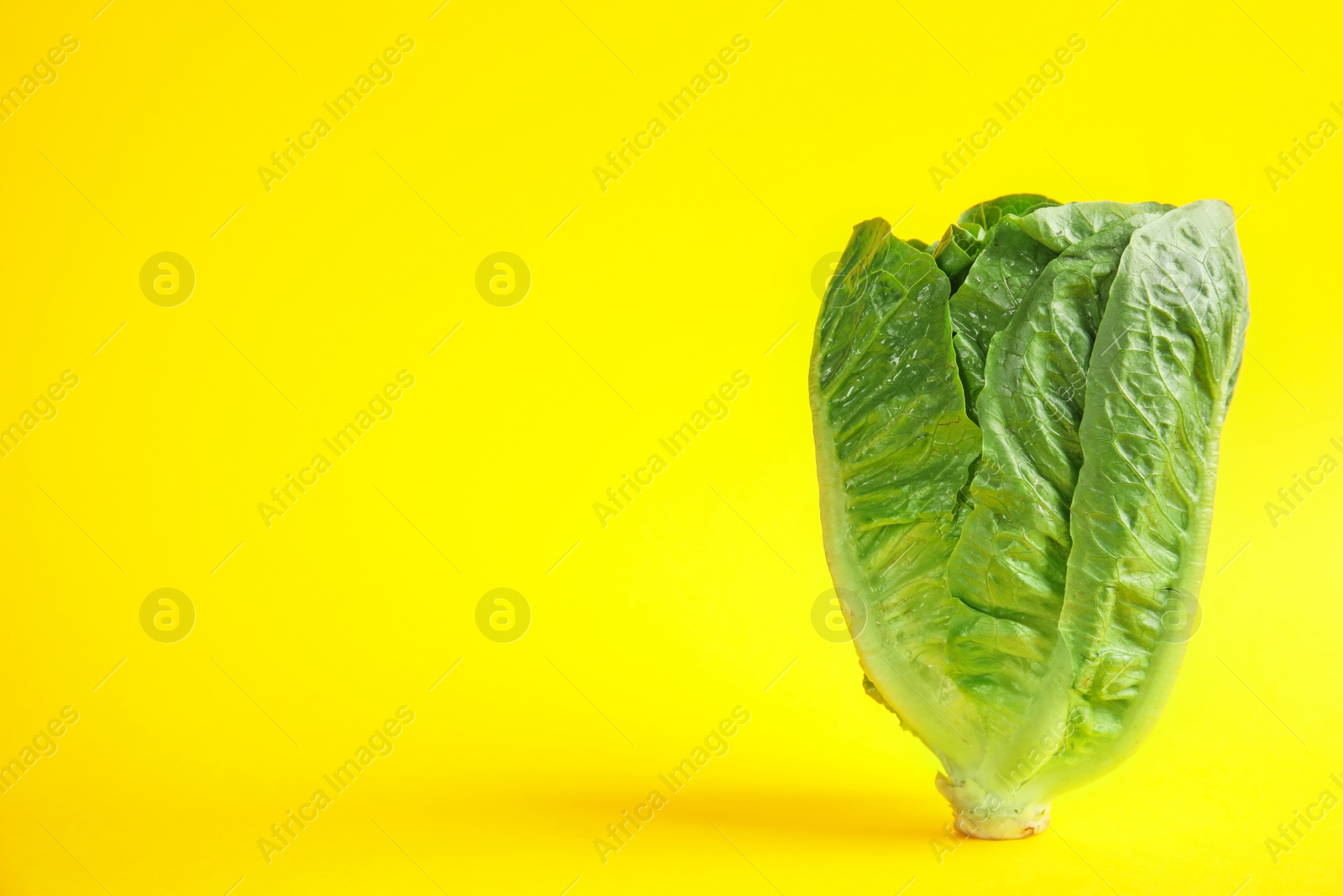 Photo of Fresh ripe cos lettuce on color background