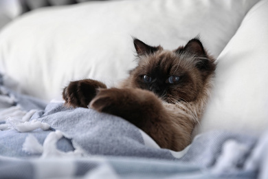 Photo of Cute Balinese cat covered with blanket on bed at home. Fluffy pet