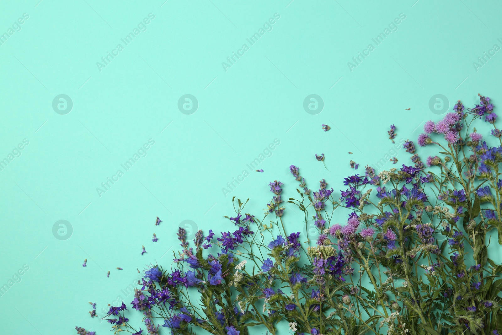 Photo of Flat lay composition with different beautiful wild flowers on turquoise background, space for text