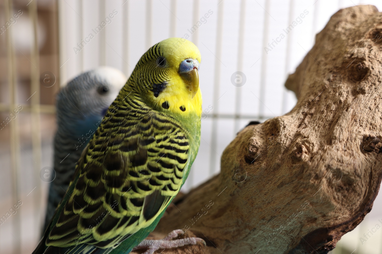 Photo of Beautiful bright parrots on branch. Exotic pets