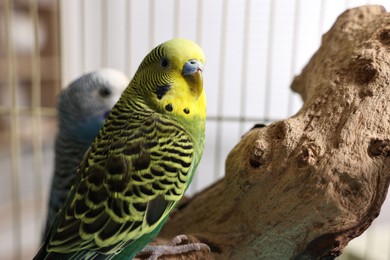 Photo of Beautiful bright parrots on branch. Exotic pets