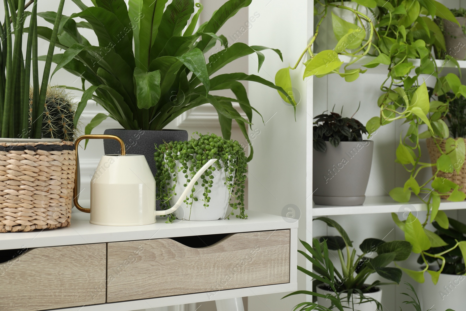 Photo of Green potted houseplants on table and shelves indoors