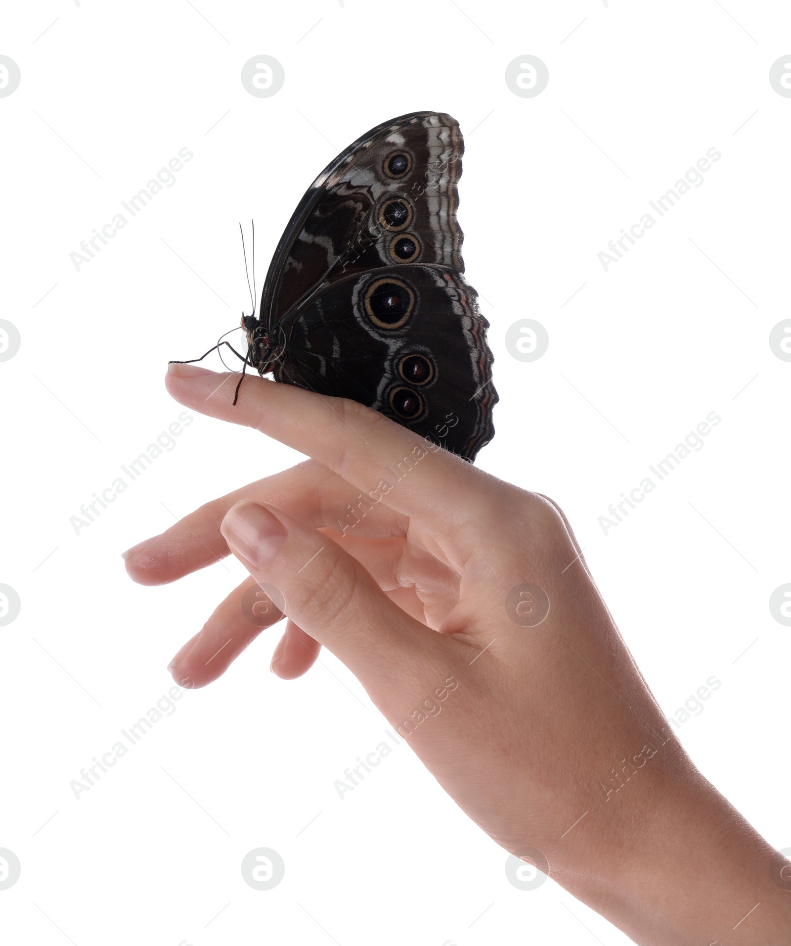 Photo of Woman holding beautiful common morpho butterfly on white background, closeup