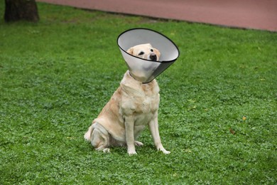 Photo of Adorable Labrador Retriever dog wearing Elizabethan collar on green grass outdoors