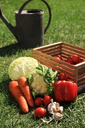 Photo of Different tasty vegetables and watering can on green grass outdoors