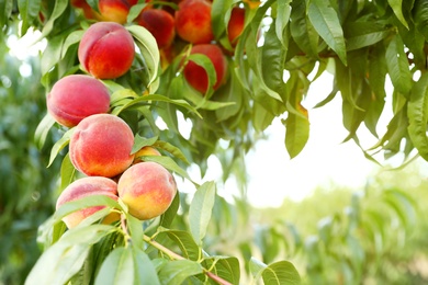 Photo of Fresh ripe peaches on tree in garden