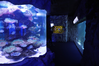 Photo of Aquarium with sergeant major fish in oceanarium
