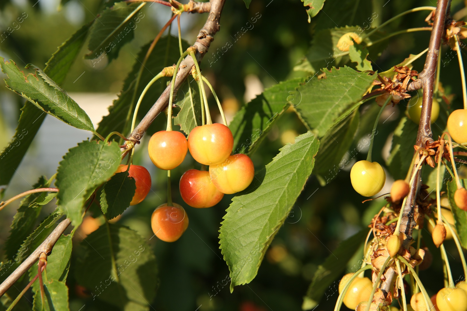 Photo of Cherry tree with green leaves and unripe berries growing outdoors, closeup