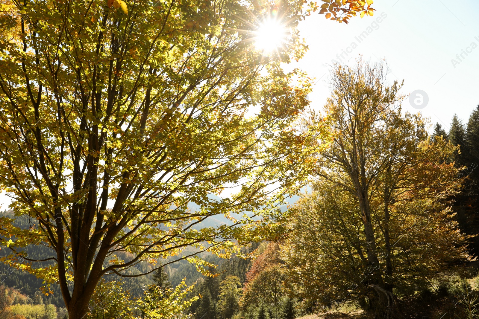 Photo of Sun shining through tree branches with bright leaves in autumn