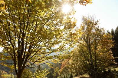 Photo of Sun shining through tree branches with bright leaves in autumn