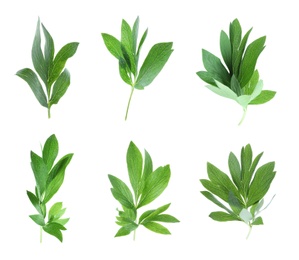 Image of Set of green peony leaves on white background