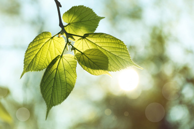 Tree branch with green leaves on sunny day. Springtime