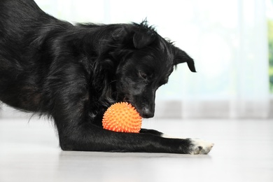 Photo of Cute dog with ball on floor in room