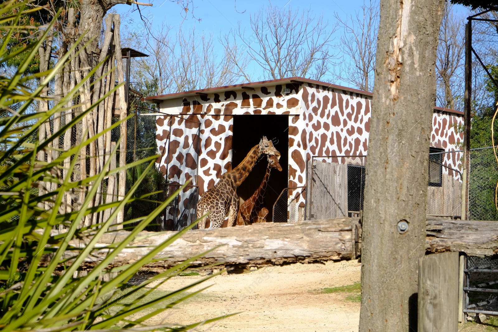 Photo of Beautiful spotted giraffes behind wooden barrier in zoo