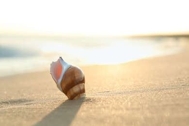Photo of Sandy beach with beautiful seashell on sunny day. Space for text