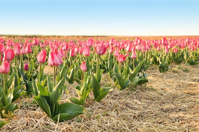 Field with fresh beautiful tulips, space for text. Blooming spring flowers